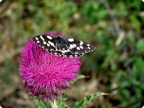 basilicata fiore2