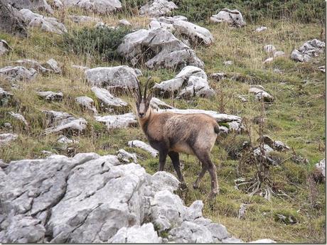 abruzzo Rupicapra_pyrenaica_ornata_5