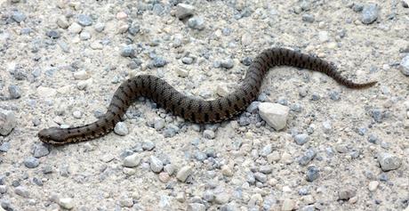 calabria-pollino-rettili