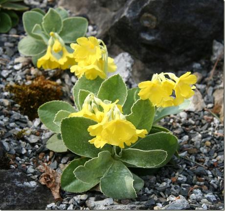 Calabria-Primula_palinuri