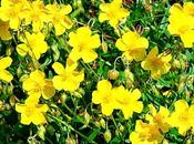 soffre attacchi panico, Eliantemo Rock Rose, fiore Bach