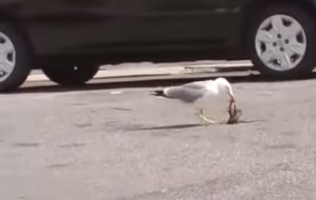Video. Scene da Prati, ex rione elegante. Gabbiano sventra ratto. Poi si leva in volo spargendo brandelli di carogna del roditore sulla testa della gente