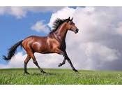 afrvi divertire :):):)