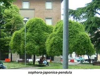 Fidenza comune sfiorito: un po' di archeologia verde