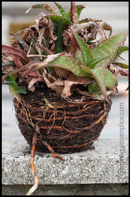 Aloe radici