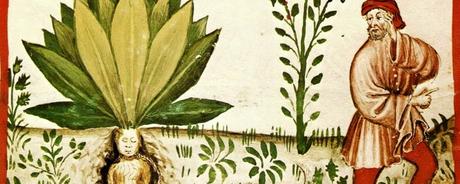 Gli oli essenziali, la simbologia: relazione tra universo, mondo vegetale e uomo