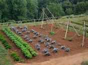 calcio spiegato viddrani