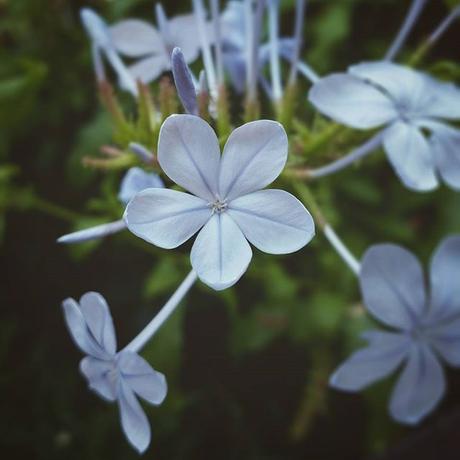 OOTD: shirt dress & gladiators