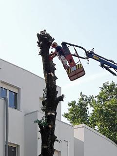 Tigliatelle: ovvero come ti riduco i tigli di Via Barabaschi