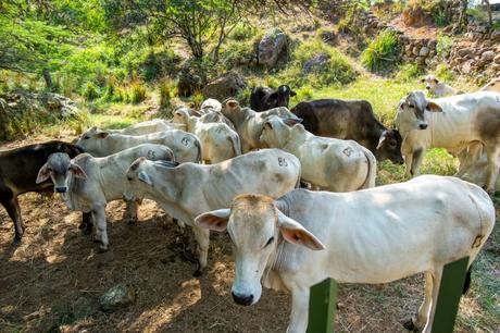 Barichara o Villa de Leyva? Appunti e Racconti di viaggio.