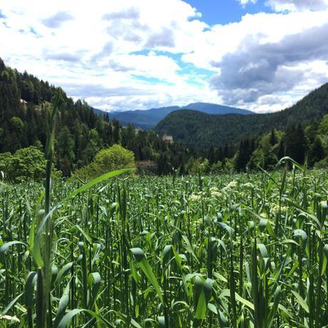 Alto Adige: andar per masi in Val d’Ultimo e Val di Non Alto Adige: andar per masi in Val d’Ultimo e Val di Non