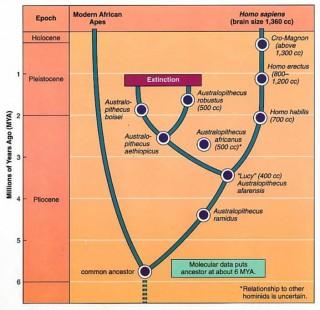 L'albero dell'evoluzione umana