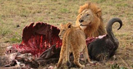 DONAZIONE ORGANI IL GARANTE DELLA PRIVACY ED IL DECRETO CHE MINACCIA I CITTADINI