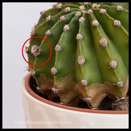 mamillaria