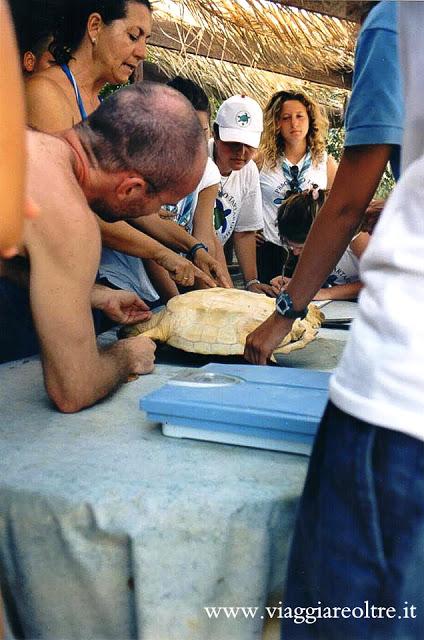 Lampedusa: un'indimenticabile esperienza di volontariato con le tartarughe #unviaggiovintage