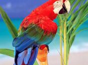 [Editoriale] Display risoluzione, cosa bisogna sapere