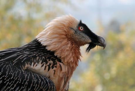 Gypaetus barbatus, l’avvoltoio europeo