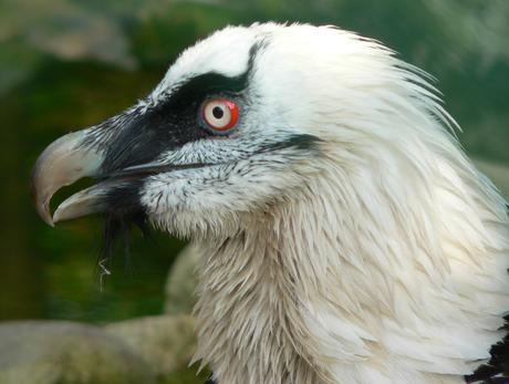 Gypaetus barbatus, l’avvoltoio europeo