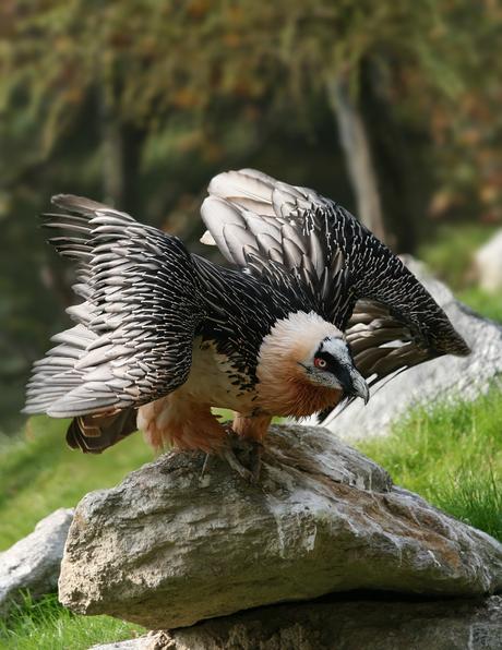 Gypaetus barbatus, l’avvoltoio europeo