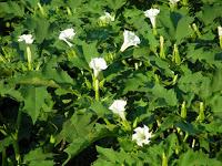 Lo Stramonio, fra divinazione e morte