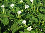 Stramonio, divinazione morte