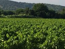 Da oggi siamo chiusi fino al 2  Agosto!