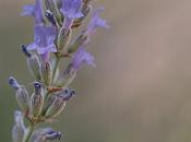 colori caldo (2): lavanda