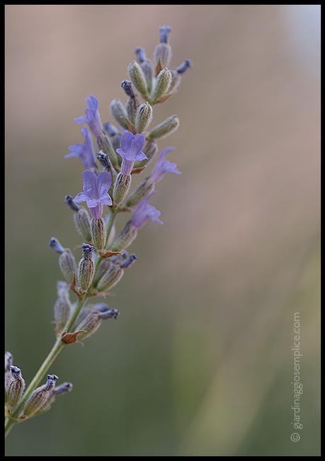 gs896-lavanda-fiori