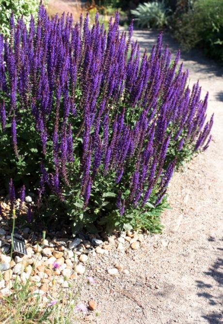 Salvia nemorosa Caradonna