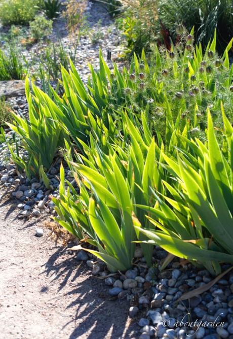 Iris in dry garden