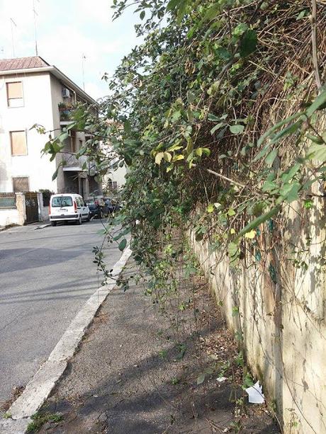 Non sono di Roma e queste cose che a voi sembran normali, mi appaiono come assurde. Percorso in 40 foto