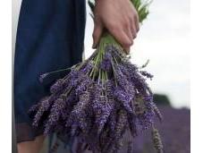 Fiori sambuco menta