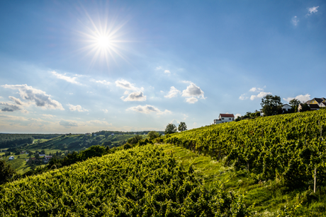 Viaggio alla scoperta del Burgenland, in Austria