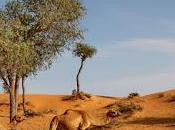 khaimah: qatar airways marriott investono dell’emirato khaimah