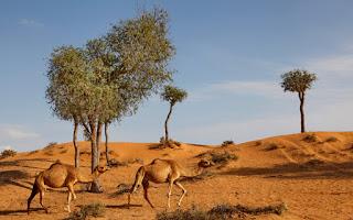 RAS AL KHAIMAH: QATAR AIRWAYS E MARRIOTT INVESTONO DELL’EMIRATO DI RAS AL KHAIMAH