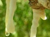 manna: curativi cosmetici