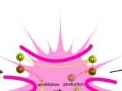 materia oscura meno esotica?