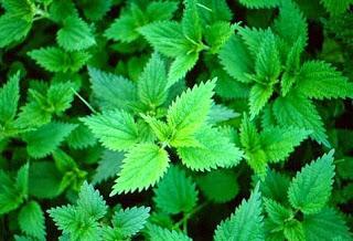 Farsi amica l'ortica