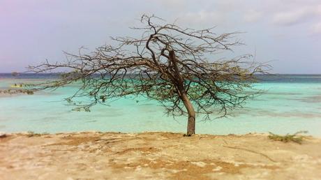 Viaggio ai Caraibi: le tre spiagge più belle di Aruba