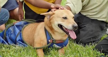 Maria, la cagnolina messaggera d'amore