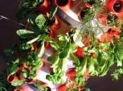 Veve: l’orto verticale!