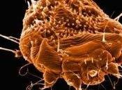 Scabbia, emergenza realistica infondata?