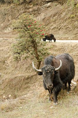 Buthan - I cappellini Layap