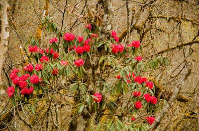 Buthan - I cappellini Layap