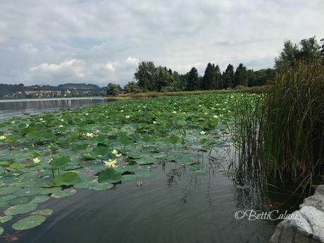 Vicino a casa sbocciano i fior di loto