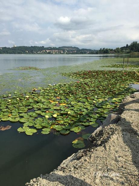 lago di Comabbio - ninfee