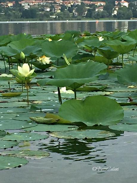 lago di Comabbio - fior di loto