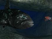 Coelacanthe: avventure acquatiche Oculus Rift