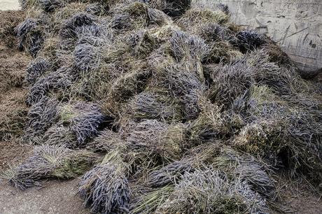 smilingischic, Provenza: alla ricerca della lavanda perduta , fasci di lavanda secca 