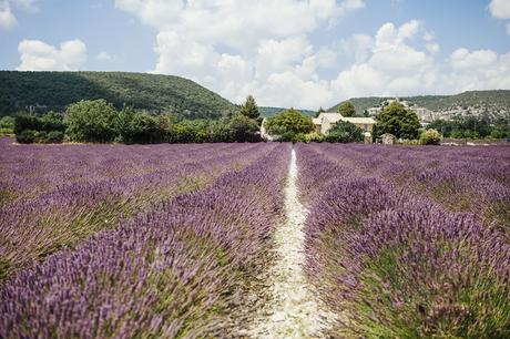 smilingischic, Provenza: alla ricerca della lavanda perduta 